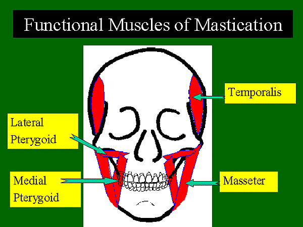 mm-fx