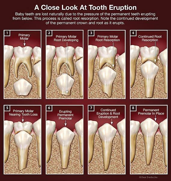 tooth-eruption-process