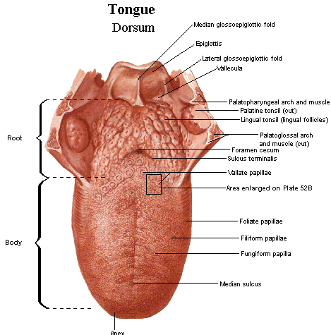 tongue_anatomy_nett.gif