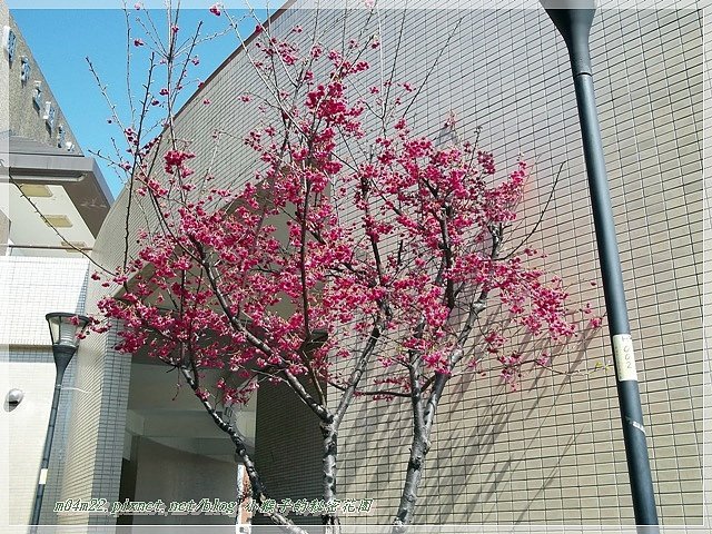 櫻花4.JPG