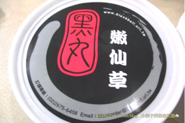 黑丸嫩仙草.jpg