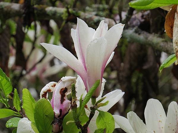 IMG_2993.JPG
