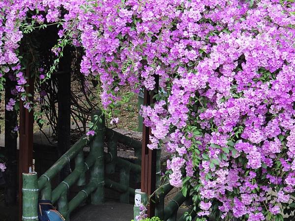 IMG_1859.JPG