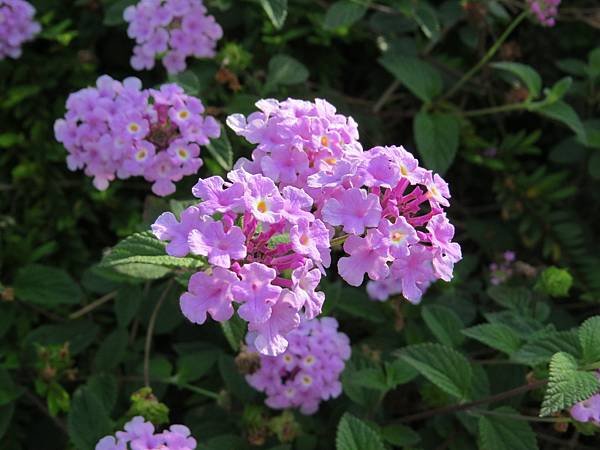 IMG_4772.JPG