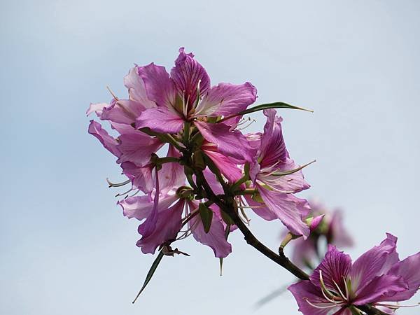 IMG_4833.JPG