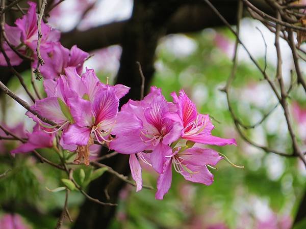 IMG_4849.JPG