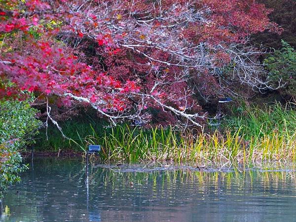 日本佐賀御船山樂園 20231118