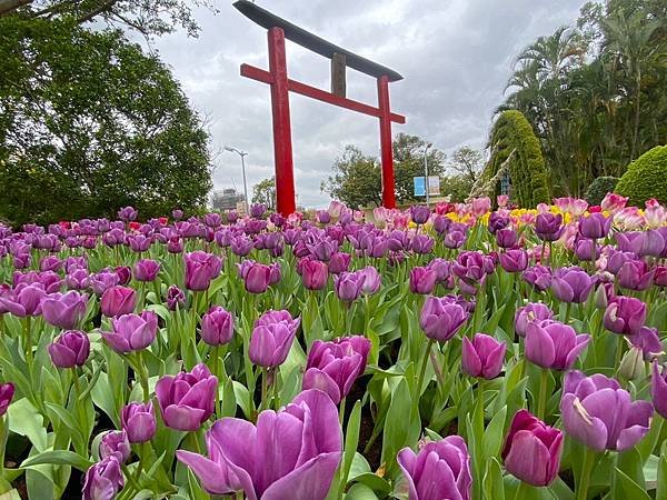 士林官邸鬱金香花展 20240224