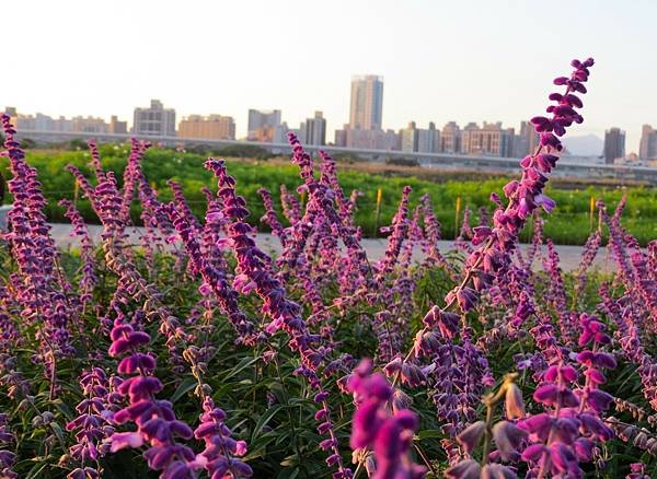 台北延平河濱公園花海 20241201