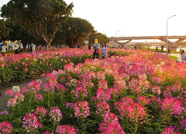 台北延平河濱公園花海 20241201