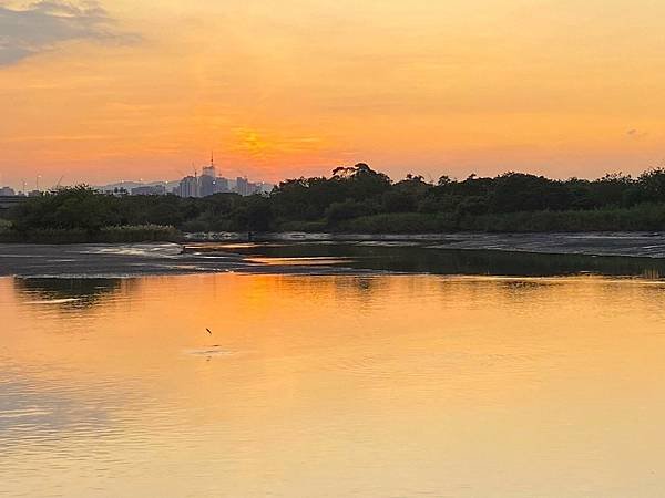 台北延平河濱公園花海 20241201