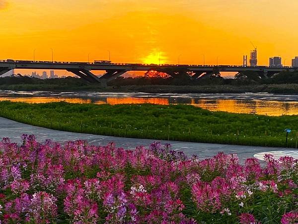 台北延平河濱公園花海 20241201