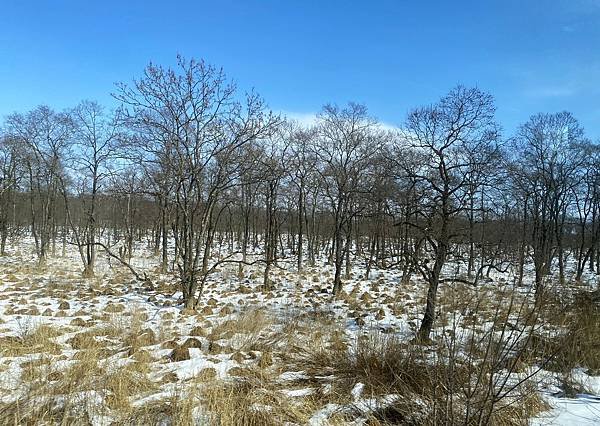 日本北海道路邊風景隨拍 20250308