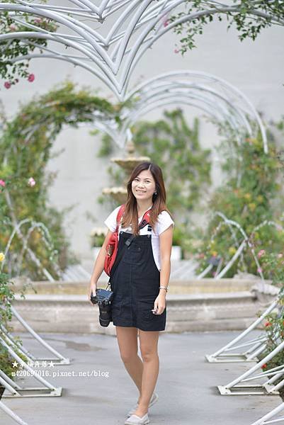 《苗栗頭屋》雅聞七里香玫瑰森林