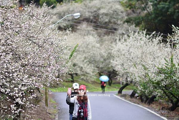 《南投信義》片片雪花紛飛梅花開好了。土場99K