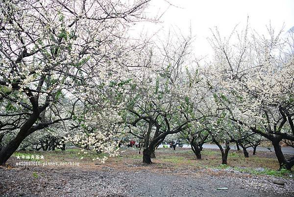 《南投信義》片片雪花紛飛梅花開好了。土場99K