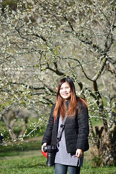《南投信義》梅花初綻放梅花樹下野餐兼賞梅。柳家梅園
