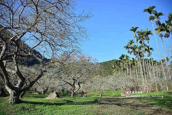 《南投信義》梅花初綻放梅花樹下野餐兼賞梅。柳家梅園