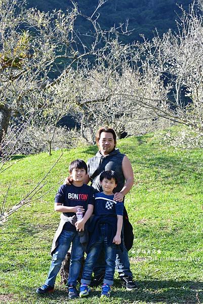 《南投信義》梅花初綻放梅花樹下野餐兼賞梅。柳家梅園