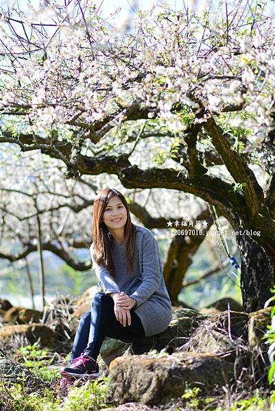 《南投信義》久美梅園梅花朵朵大滿開。投59線久美