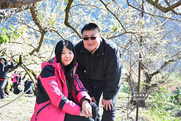 《南投信義》久美梅園梅花朵朵大滿開。投59線久美