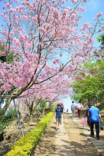 《苗栗獅潭》晴空萬里昭和櫻開好開滿。蓮臺山妙音淨苑