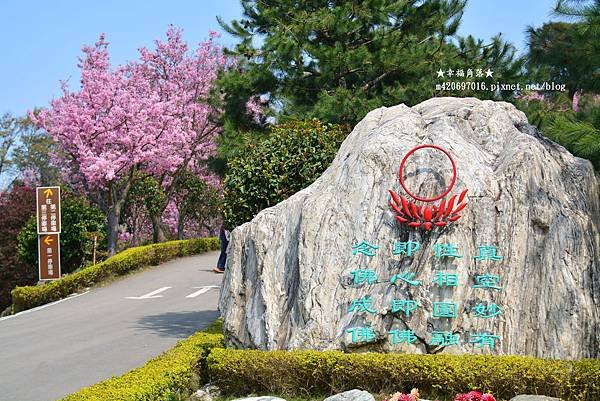《苗栗獅潭》晴空萬里昭和櫻開好開滿。蓮臺山妙音淨苑