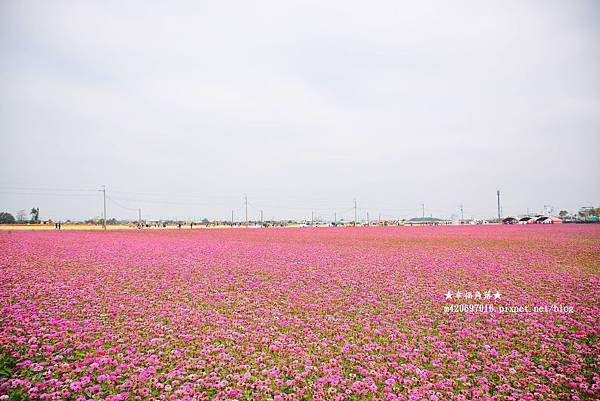 《嘉義》大地拼布花海好繽紛。太保市花海節