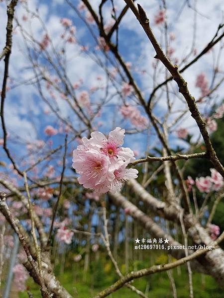 《南投魚池》廖鄉長紅茶故事館、紙教堂、暨南大學賞櫻。魚池一日