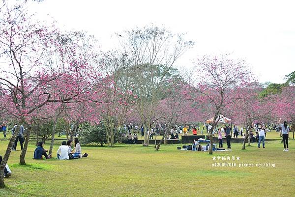 《南投魚池》廖鄉長紅茶故事館、紙教堂、暨南大學賞櫻。魚池一日