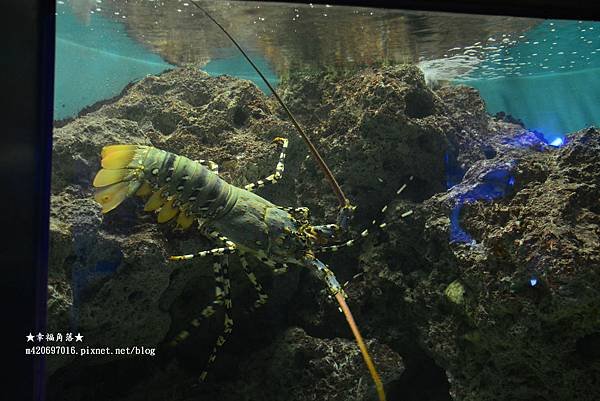 〔2018二天一夜墾丁行〕國立海洋生物博物館