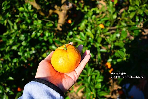 〔秋遊日本關西-京阪神奈良〕甜橘園採果樂//電鐵松尾大社→嵐