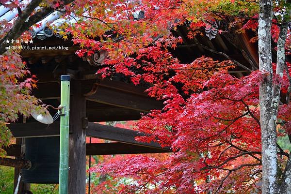 〔秋遊日本關西-京阪神奈良〕世界文化遺產-金閣寺