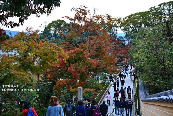 〔秋遊日本關西-京阪神奈良〕世界文化遺產-金閣寺