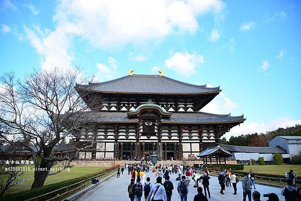 〔秋遊日本關西-京阪神奈良〕世界文化遺產-東大寺//奈良梅花