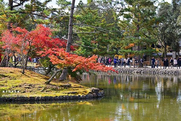 〔秋遊日本關西-京阪神奈良〕世界文化遺產-東大寺//奈良梅花