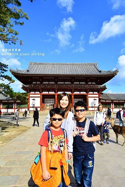 〔秋遊日本關西-京阪神奈良〕世界文化遺產-東大寺//奈良梅花