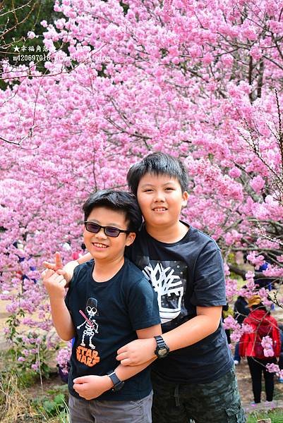 《台中和平》武陵農場會紅粉佳人遇見櫻花大爆開