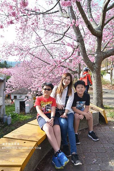 《台中和平》武陵農場會紅粉佳人遇見櫻花大爆開