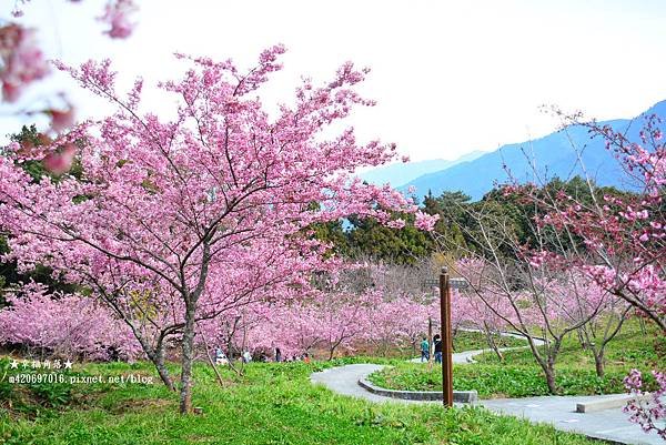《台中和平》千櫻園浪漫粉紅富士櫻/昭和櫻已經開好開滿。福壽山