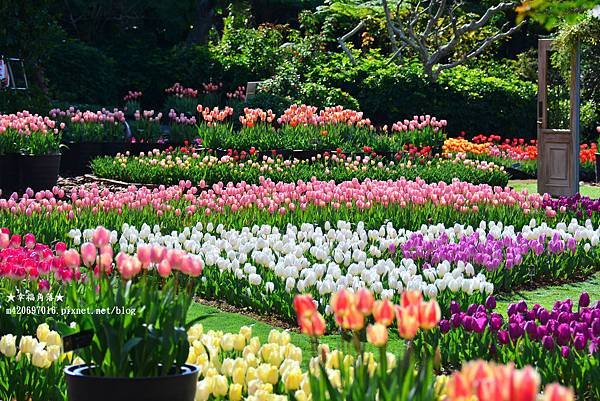 〔日本沖繩寒假8日自由行〕海洋博公園熱帶夢幻中心看鬱金香和蘭