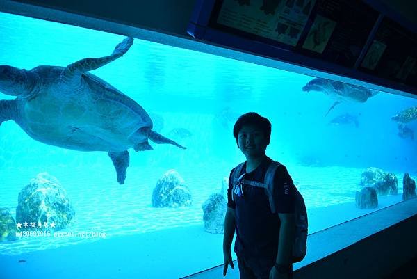 〔日本沖繩寒假8日自由行〕海洋博公園熱帶夢幻中心看鬱金香和蘭