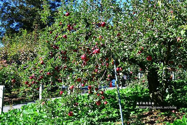 《台中和平》秋高氣爽上山賞楓好時節。福壽山農場