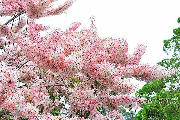 《高雄六龜》六龜大佛//36咖啡愛玉