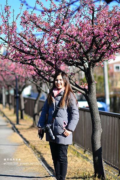 〔2023日本東京自由行8日遊〕木場站大橫川賞櫻花//豊洲市