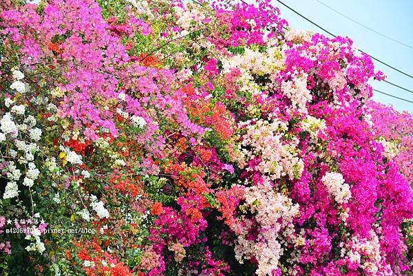 《彰化田中》色彩繽紛九重葛花牆。田中梅州街
