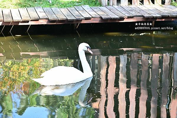 《高雄小港》看飛機、看小動物親子互動好去處。淨園機場咖啡農場