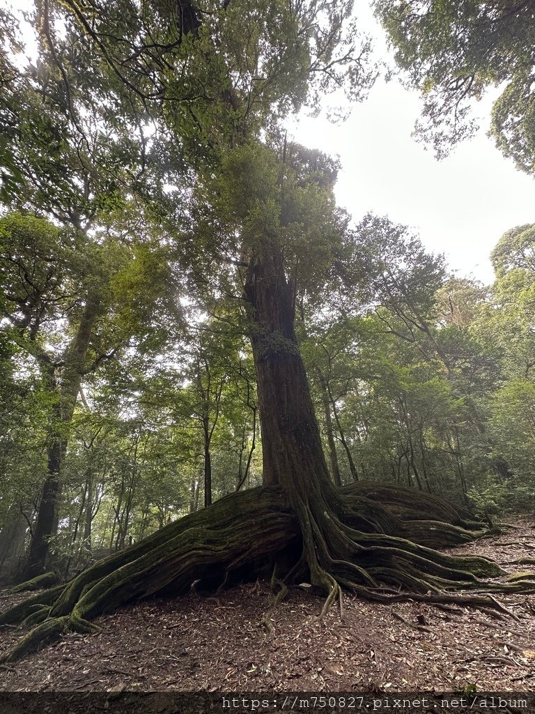 【親子登山】2023-10-8~10-9雪霸國家公園-雪見大