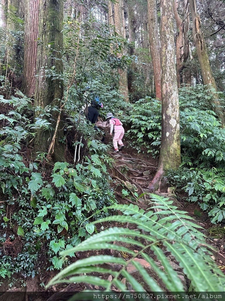 【親子登山】2023-10-14 留龍頭經嶺頭山上金柑樹山~