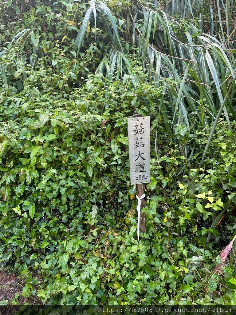 【親子登山】2023-10-14 留龍頭經嶺頭山上金柑樹山~